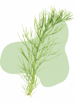 phyto-arthrose-action2 (1)